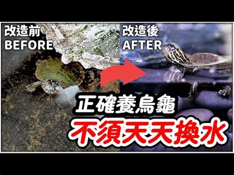 龜缸意思|一次看懂龜缸過濾系統